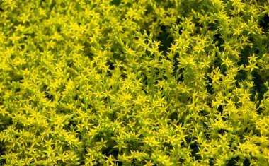 Sedum dönümünün sarı çiçekleri veya Goldmoss Taş Devri. Altın yosunlu taş, yosunlu taş, altın yosunlu sedum olarak bilinen Sedum hektarı..