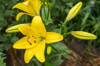 Bir yaz bahçesinde yetişen sarı zambak çiçeği.