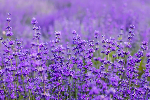 Flowers Lavender Fields Provence Mountains — Stock Photo, Image