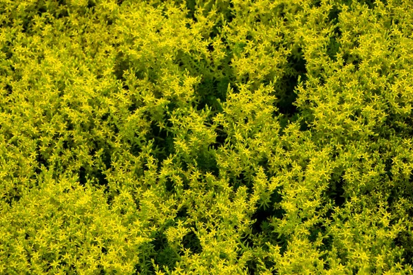 Żółte Kwiaty Sedum Acre Lub Goldmess Kamiennych Upraw Sedum Acre — Zdjęcie stockowe
