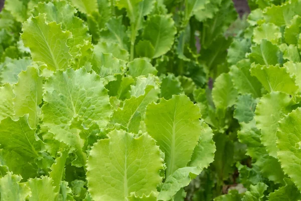 Salada Alface Verde Fresca Close Green Lettuce Leaves — Fotografia de Stock