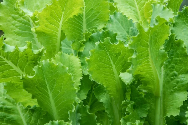 Salada Verde Deixa Fundo Jardim — Fotografia de Stock