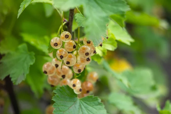 Brush White Currant Berries Green Leaves White Currant Ribes Rubrum — Stock Photo, Image