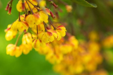 Güneşli sarı böğürtlen çiçekleri, çiçeklenmiş bir bahçe çalısının makro fotoğrafları.,