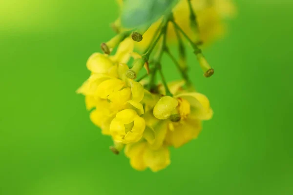 Цветы Ягод Листьями Саду — стоковое фото