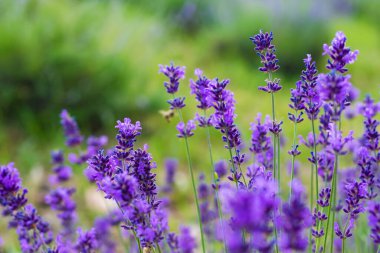 Valensole yakınlarında mor lavanta tarlaları, Fransa 'da Provence.