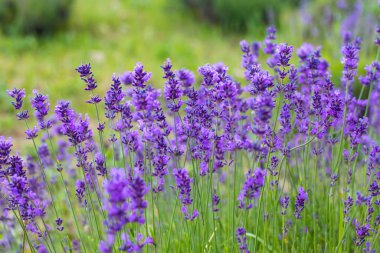 Lavanta alanları Provence dağlarda çiçekler