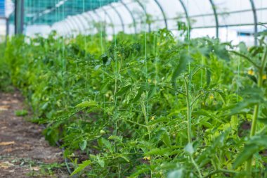 Domatesler serada sallanan saplarda olgunlaşır..