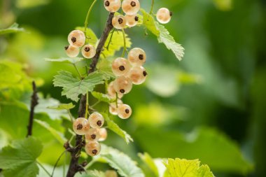 Beyaz frenk üzümü ve yeşil yapraklar. Beyaz üzüm üzümü üzümü üzümü. Yaklaş. Makro