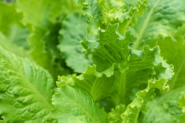 Bahçede yeşil salata yaprakları.