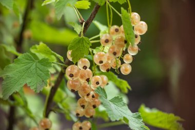 Beyaz frenk üzümü ve yeşil yapraklar. Beyaz üzüm üzümü üzümü üzümü. Yaklaş. Makro