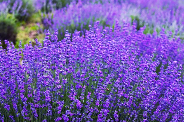 Květiny Polích Levandule Provence Horách — Stock fotografie