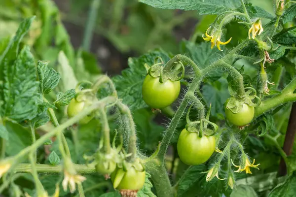 Kleine Groene Onrijpe Cherry Tomaten Opknoping Een Dikke Wijnstok Met — Stockfoto