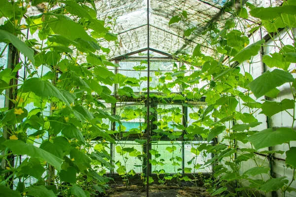 Yeşil Evde Taze Salatalık Çiçek Meyve — Stok fotoğraf
