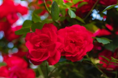 Güzel kırmızı güller yaz sabahı bahçesinde Parlak yaz günü arka planında.