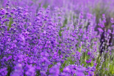 Valensole yakınlarında mor lavanta tarlaları, Fransa 'da Provence.