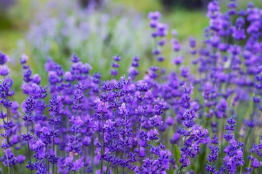 Valensole yakınlarında mor lavanta tarlaları, Fransa 'da Provence.