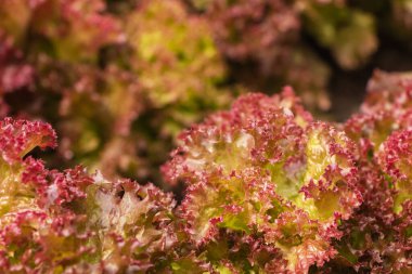 Bahçede kırmızı salata yaprakları.