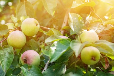 Bahçedeki bir elma ağacının dallarında bir sürü yeşil elma var. Eko-elma ekimi, elma suyu üretimi.