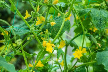 Sarı çiçek salatalık alan tesisi