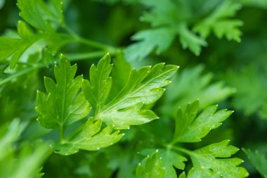 Bahçede maydanoz. Bahçe bölgesinde açık havada yetişir. Maydanoz yapraklarının yeşil arkaplanı