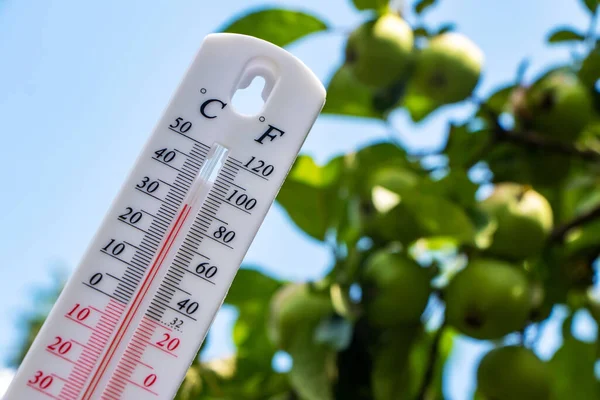 Термометр Фоне Зеленого Яблока Летняя Жара Концепция Глобального Потепления — стоковое фото