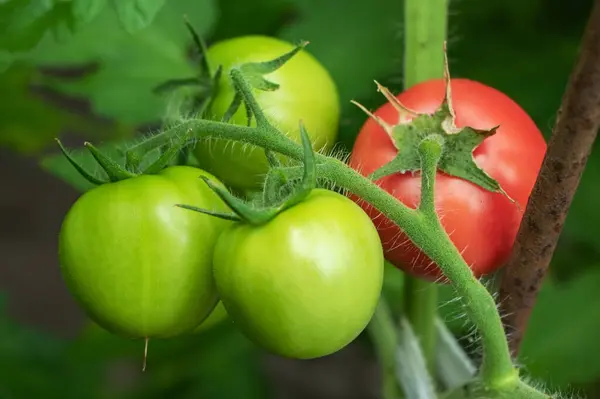 Tomatenplanten Kas Groene Tomaten Plantage Biologische Landbouw Jonge Tomatenplanten Groei — Stockfoto