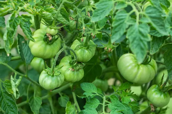 Tomatenplanten Kas Groene Tomaten Plantage Biologische Landbouw Jonge Tomatenplanten Groei — Stockfoto