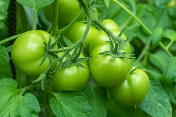Groene Tomaten Tuin Landbouwconcept — Stockfoto