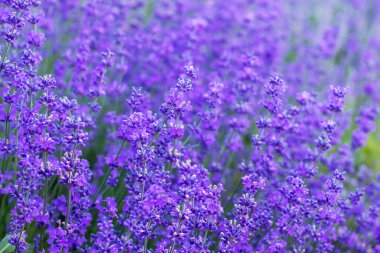 Valensole yakınlarında mor lavanta tarlaları, Fransa 'da Provence.