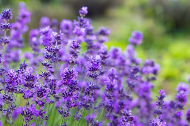 Lavanta alanları Provence dağlarda çiçekler