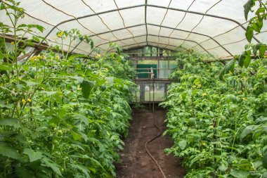 Kemerli sera ve taze domates fideleri..