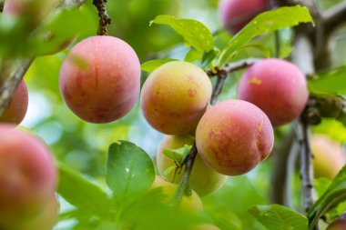 Genç bir ağaçta sulu erik, mor, meyveler