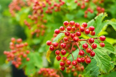 Viburum vulgaris 'in olgunlaşmış meyveleri. Guelder gülü viburnum opulus meyveleri ve yaprakları yazın açık havada. Bahçedeki bir dalda kırmızı viburnum üzümü.