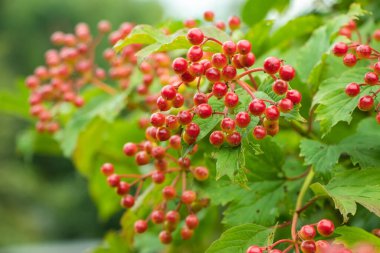 Viburum vulgaris 'in olgunlaşmış meyveleri. Guelder gülü viburnum opulus meyveleri ve yaprakları yazın açık havada. Bahçedeki bir dalda kırmızı viburnum üzümü.