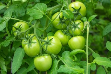 Bahçedeki yeşil domatesler. Tarım kavramı