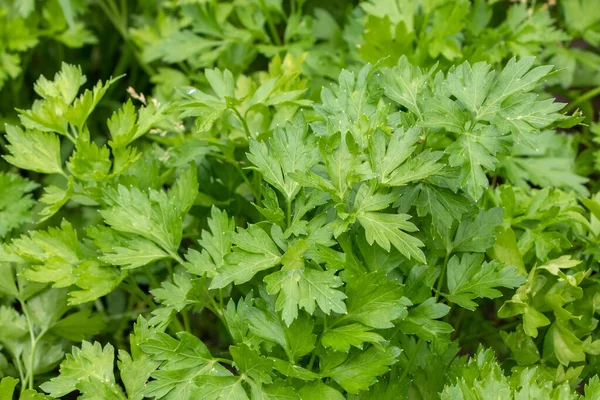 Parsley grows in the garden. It is grown outdoors in the garden area. Green background of parsley leaves.