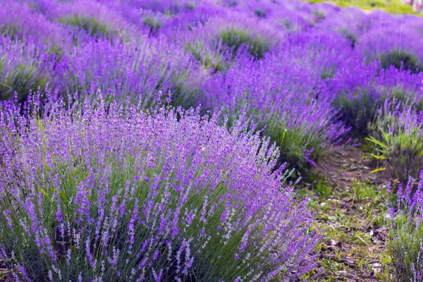 紫色のラベンダー畑 美しい開花フランスのロマンス — ストック写真