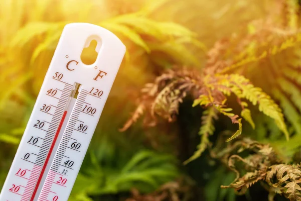 Термометр Фоне Сухих Листьев Летняя Жара Концепция Глобального Потепления — стоковое фото
