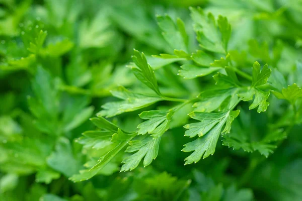 Parsley in the garden. It is grown outdoors in the garden area. Green background of parsley leaves