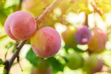 Genç bir ağaçta sulu erik, mor, meyveler