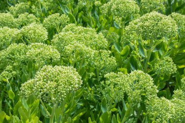 Sedum - Hylotelephium Spectabile Stardust Kapatın.