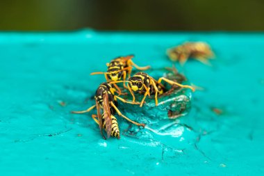Avrupa eşekarıları Vespula Germanica yeni bir koloni kurmak için yuva inşa ediyor