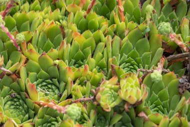 Bir tavuk ve civciv yetiştirirken, Sempervivum türü Boylston, Massachusetts.