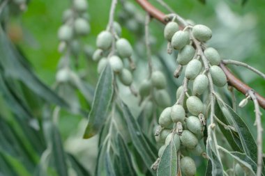 Elaeagnus angustifolia 'ya yakın çekim. Genellikle Rus zeytini, gümüş dut, paskalya, İran zeytini veya yeşil meyveli yabani zeytin dalı olarak adlandırılır.