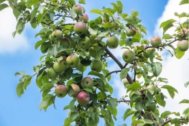 Many Colorful red apples on tree ready to harvesting. Apple orchard with red apples