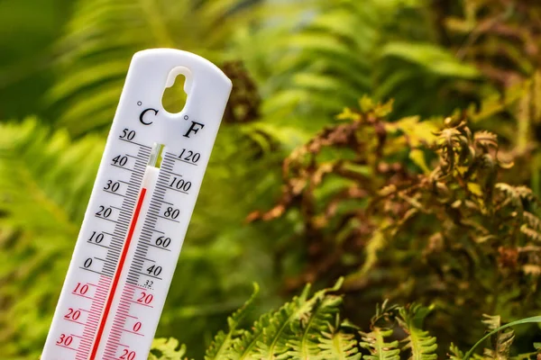 Термометр Фоне Сухих Листьев Летняя Жара Концепция Глобального Потепления — стоковое фото