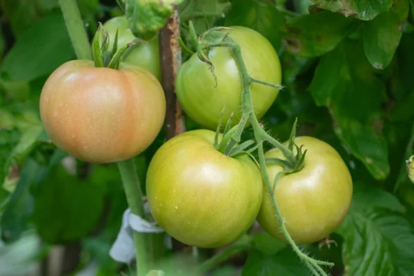 Tomatplantor Växthuset Gröna Tomater Plantering Ekologiskt Jordbruk Unga Tomatplantor Tillväxt — Stockfoto