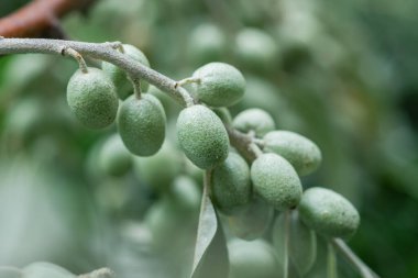 Cennetin yapraklarından ve meyvelerinden... Elaeagnus angustifolia