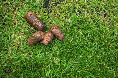 big pile of dog shit on the city lawn. outdoor closeup. fresh animal crap dung.